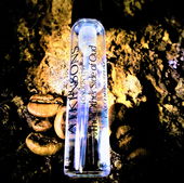 Wo Röstkaffee auf Oudstämmen wächst (by Floyd)