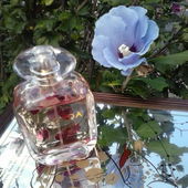 Hibiscus (von pudelbonzo)