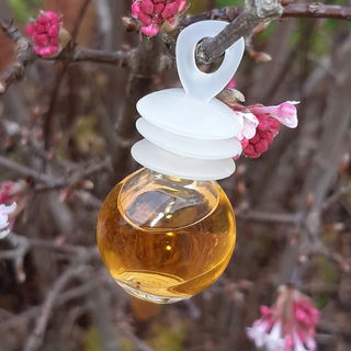 ...Dezemberblüte...fotografiert vor den frostigen Tagen...