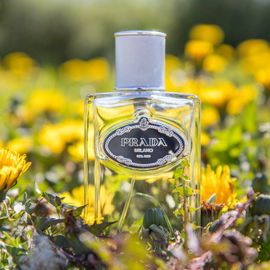 Infusion d'Iris Cèdre - Prada