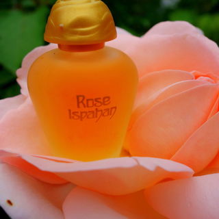 Westerland, eine  Strauchrose  mit intensivem  Duft.