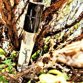 Phantom der kalifornischen Wüste (von Floyd)