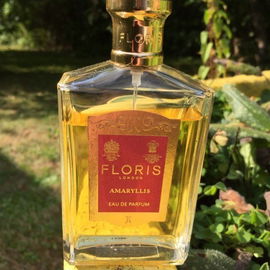 Amaryllis - Floris
