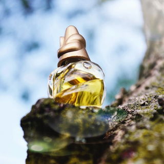 Hoch oben im Walde schaut sie hervor - thront auf ihrem Thron weit oben empor. Die Baumkönigin.