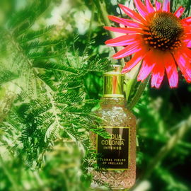 Floral Fields of Ireland - 4711