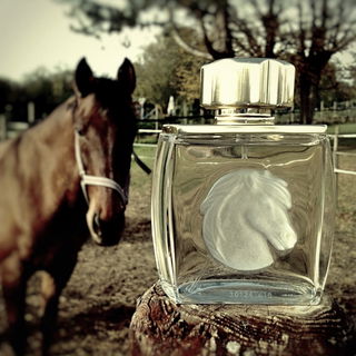 Lalique pour Homme Equus (Eau de Parfum) - Lalique