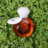 in meinem Garten aufgenommen :-) (von ElenaN)