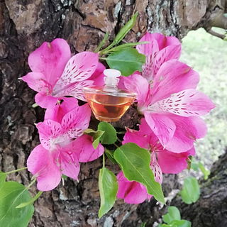 Tuscany per Donna (Parfum) - Aramis