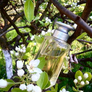 Sir Avebury and my blooming pear tree :)