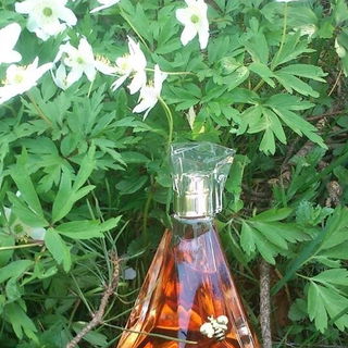 Pure Honey by KKW Fragrance