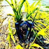 Fein geschilft unter der Sonne 🌞 (von Theris)