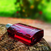 Die rote Lady legt sich in anmutiger Demut vor dem duftenden Rosenstrauch nieder 🌹🌹🌹 (by MadameLegras)