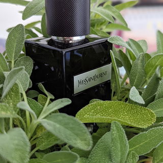 Y (Eau de Parfum) von Yves Saint Laurent