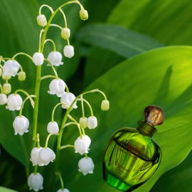 Und ewig blüht das Maiglöckchen, welches dieser besonderen Art von Spezies aus der Poison-Familie ihren grünen Auftritt gibt.