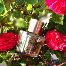 Noch immer my favorite rose ....