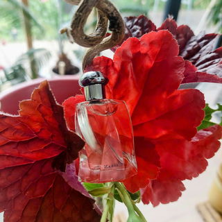 Cašran (Eau de Toilette) von Chopard