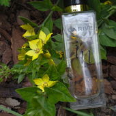 Bienen fliegen drauf. ;) (by Stanze)