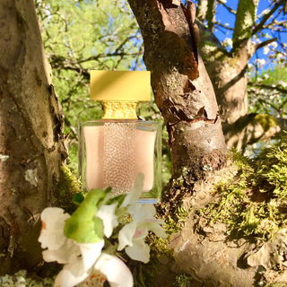 Ylang in Gold (Eau de Parfum) by M. Micallef