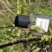 Ein Baum Kätzchen 😉 (von Taunusblume)