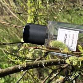 Ein Baum Kätzchen 😉