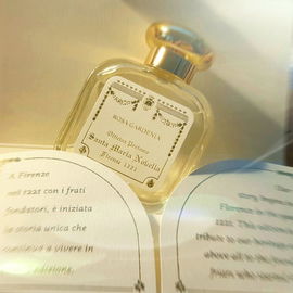 Muse - Yves Saint Laurent