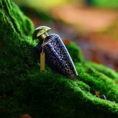 Uff... der Sonne hinterher ;) Ihr lieben Duftis: ein großes Merci für eure flotten Worte & sanften Blicke - ich freu' mich :) ♥ (von EveMist)