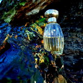 Morsches Holz… Rinde eines ehemaligen Baumriesen. Schönen Sonntag Euch allen, wunderbaren Parfumo-Menschen🫶 (by MonAmour)