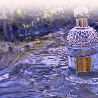 Pétale Noir - Agent Provocateur