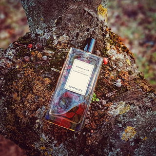 Maasaï Mara - Berdoues