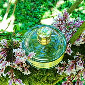 💚 Blüten unterlegt mit zartem Grün, die Sonne scheint ☀️ Danke für Eure Besuche 💚 (von MadameLegras)