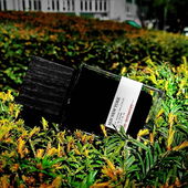 Die Botanik in der Großstadt (by CharlAmbre)