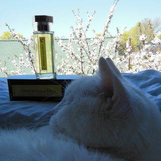 Mimosa pour Moi von L'Artisan Parfumeur