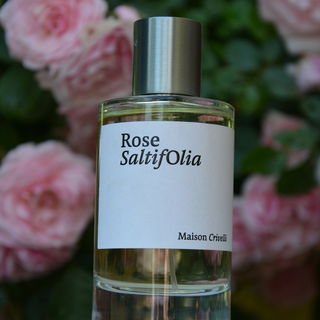 Rose Saltifolia von Maison Crivelli
