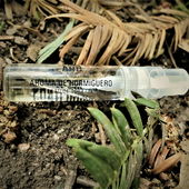 Ameisenland #2 (von Floyd)