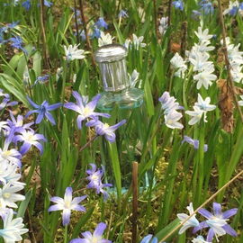 English Bluebell (Eau de Toilette) - Yardley