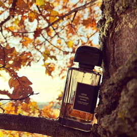 Anlehnen, und die letzten Herbstblätter genießen 🍂