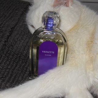 Violette (Eau de Toilette) von Molinard