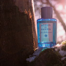 Cipresso di Toscana - Acqua di Parma