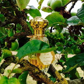 Ce Soir ou Jamais (Eau de Parfum) - Goutal