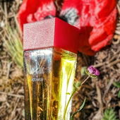 die kleine Feld- und Wiesenfee war Shoppen und hat sich chice Flügel zugelegt (von Skydiver19)