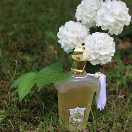 Casamorati - Dama Bianca (Eau de Parfum) von Xerjoff