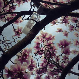 Star Magnolia (Cologne) - Jo Malone