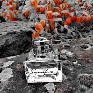 Signature for Men (Eau de Toilette) - S.T. Dupont