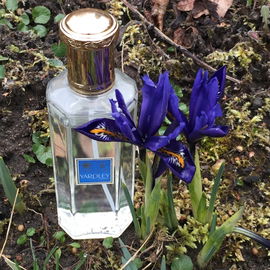 Iris - Yardley
