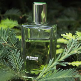 Evergreen - Jil Sander