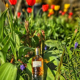 Isola Verde - Roja Parfums