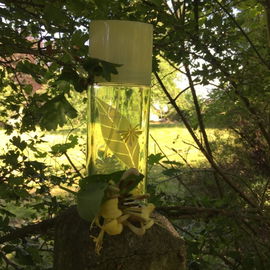 Green Tea Honeysuckle - Elizabeth Arden