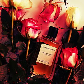Eine ganz wunderbare samtige Rose, vollmundig und dunkelrot!