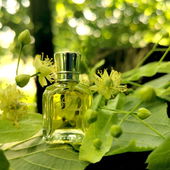 Der ganze Waldlehrpfad riecht ganz zart nach Linde. Sooo schön 😍 ganz lieben Dank euch 🤗😘 (von Gandix)