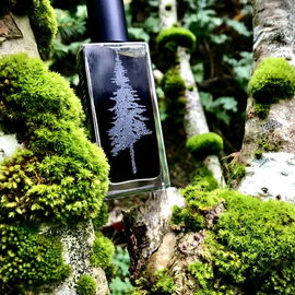Chillmood Im Murkwood…